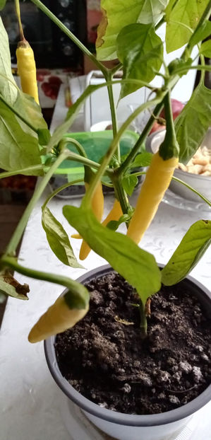 WhatsApp Image 2025-02-02 at 05.26.20 - -ARDEI IUTI