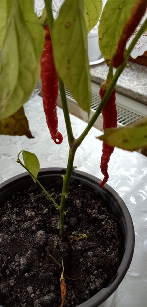 WhatsApp Image 2025-02-02 at 05.19.30 - -ARDEI IUTI