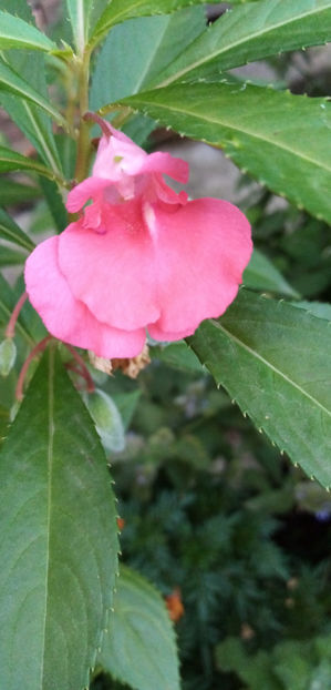  - -BALSAMINE - IMPATIENS BALSAMINA