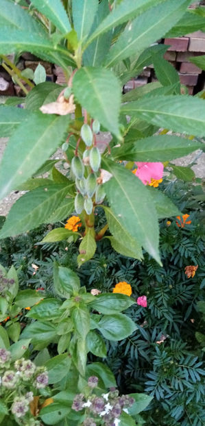  - -BALSAMINE - IMPATIENS BALSAMINA