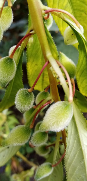  - -BALSAMINE - IMPATIENS BALSAMINA