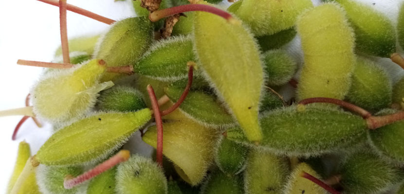  - -BALSAMINE - IMPATIENS BALSAMINA