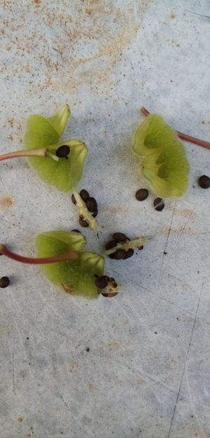  - -BALSAMINE - IMPATIENS BALSAMINA