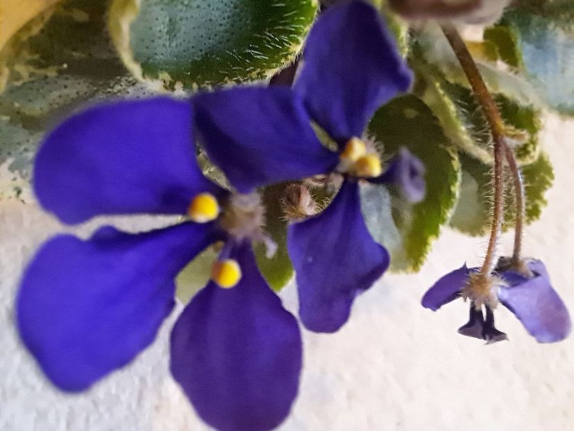  - Violeta Tser Dragonfly