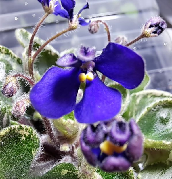  - Violeta Tser Dragonfly