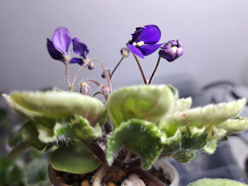  - Violeta Tser Dragonfly