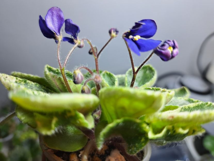  - Violeta Tser Dragonfly