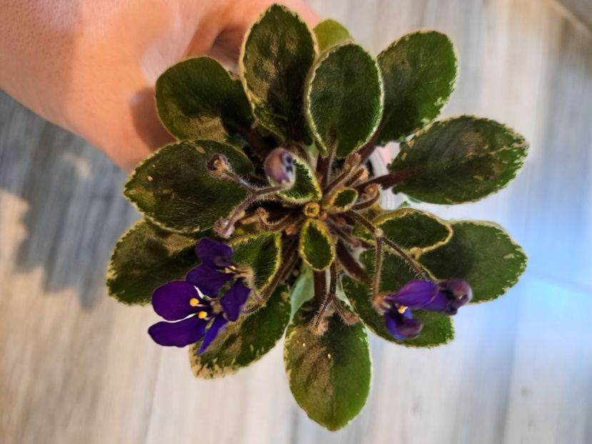  - Violeta Tser Dragonfly