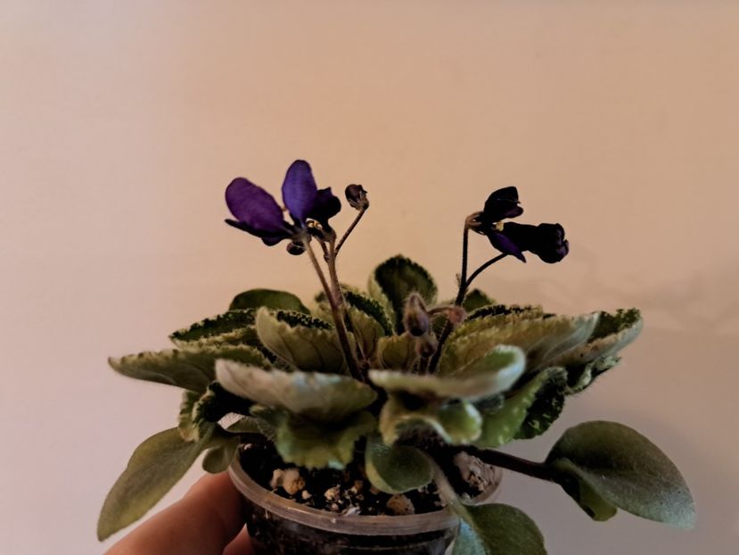  - Violeta Tser Dragonfly