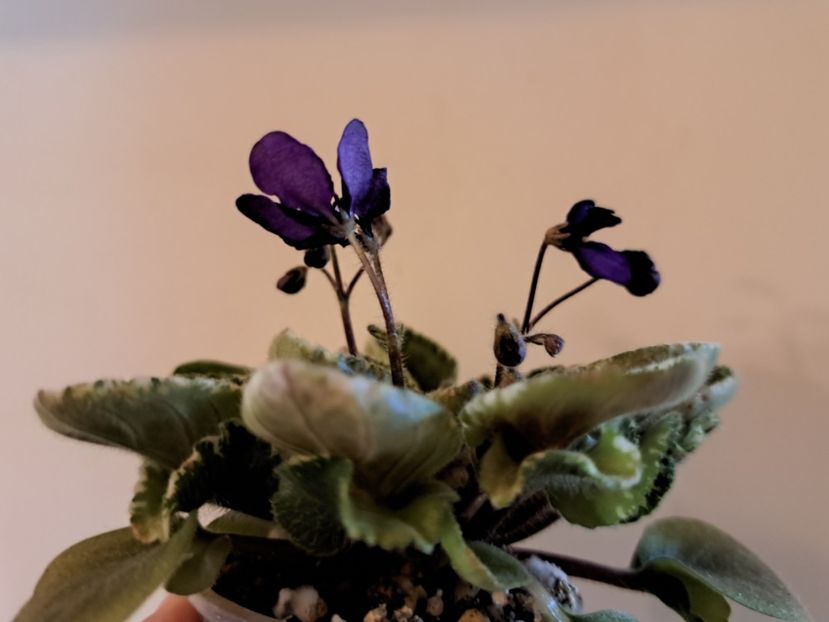  - Violeta Tser Dragonfly