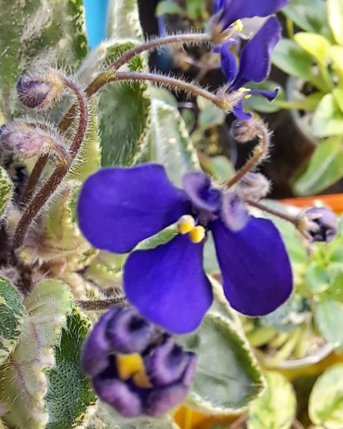  - Violeta Tser Dragonfly