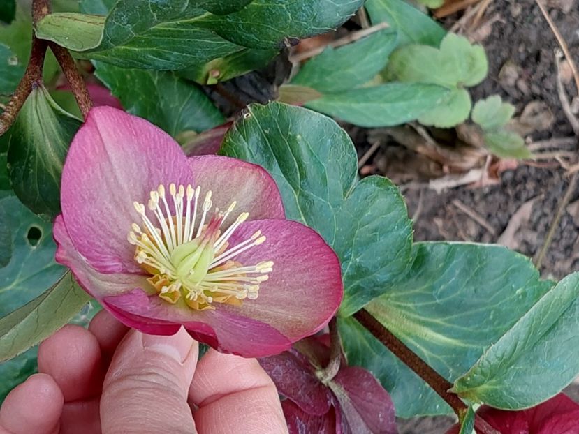 helleborus ice n'roses rose - 2025 ian feb martie