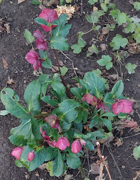 helleborus ice n'roses rose - 2025 ian feb martie