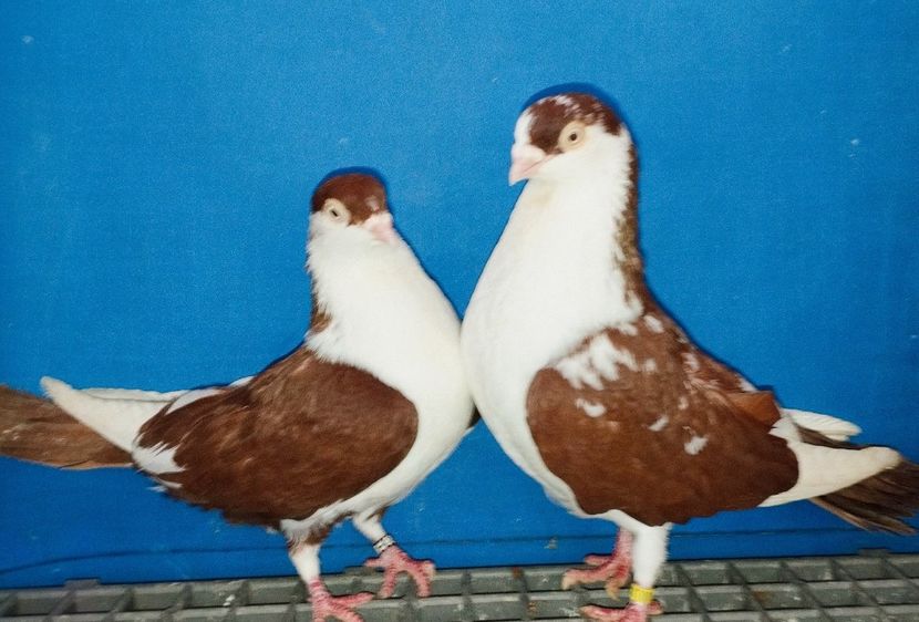 Perechea - B - Perechi 2025