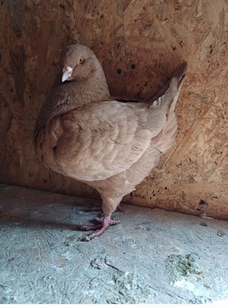 Screenshot_20250124-144252_Gallery - Vanduti king