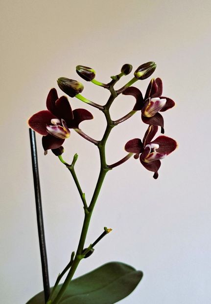  - Phalaenopsis 3