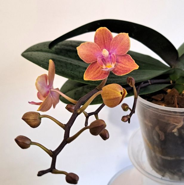  - Phalaenopsis 3