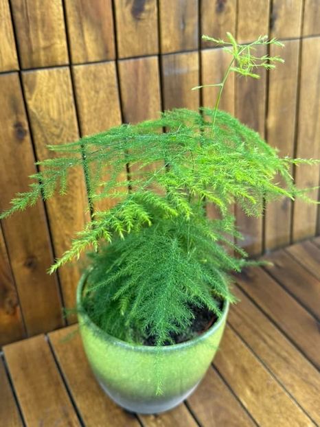 Asparagus Setaceus 2 - Asparagus Setaceus