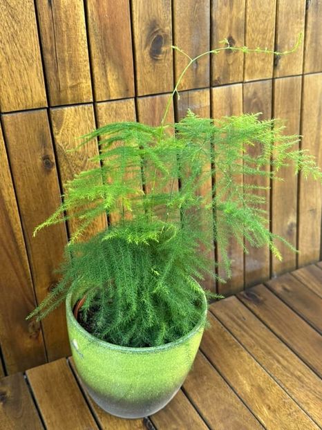 Asparagus Setaceus 3 - Asparagus Setaceus