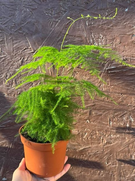 Asparagus Setaceus 4 - Asparagus Setaceus