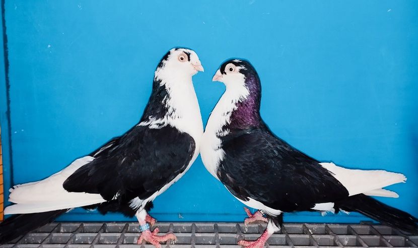 Perechea  16 - B - Perechi 2025