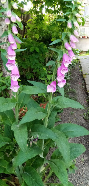  - -DEGETEL ROSU - DIGITALIS PURPUREA