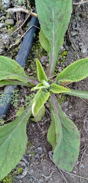 WhatsApp Image 2025-02-02 at 05.13.34(1) - -DEGETEL ROSU - DIGITALIS PURPUREA