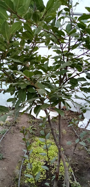 WhatsApp Image 2025-02-02 at 05.13.34 - -DAFIN - LAURUS NOBILIS