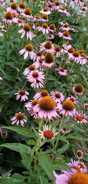  - -ECHINACEA - ECHINACEA PURPUREA