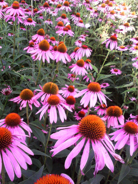  - -ECHINACEA - ECHINACEA PURPUREA