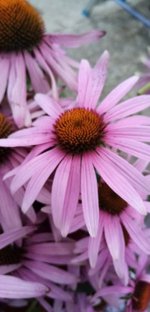  - -ECHINACEA - ECHINACEA PURPUREA