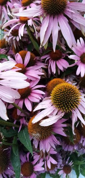  - -ECHINACEA - ECHINACEA PURPUREA