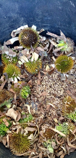  - -ECHINACEA - ECHINACEA PURPUREA