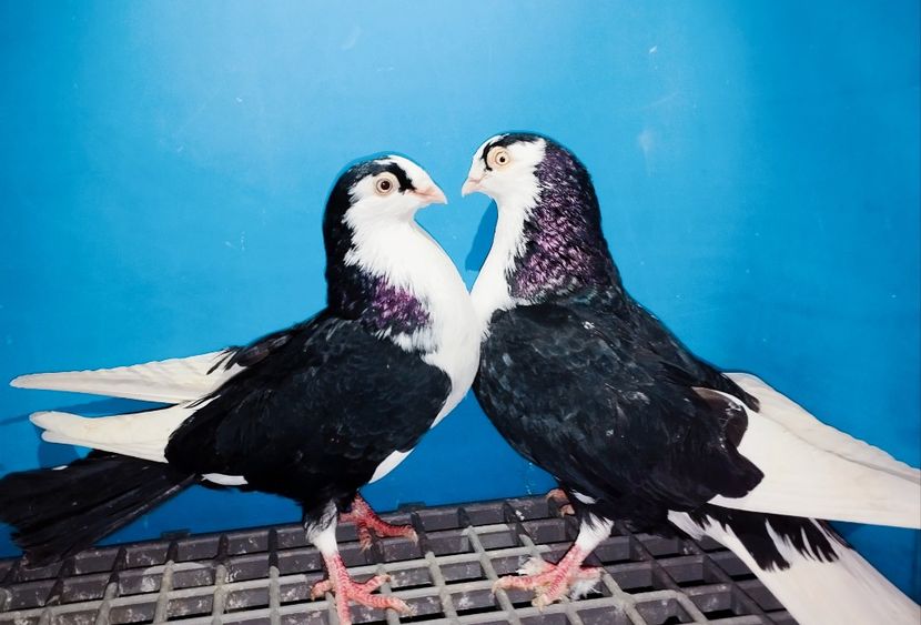 Perechea  31 - B - Perechi 2025