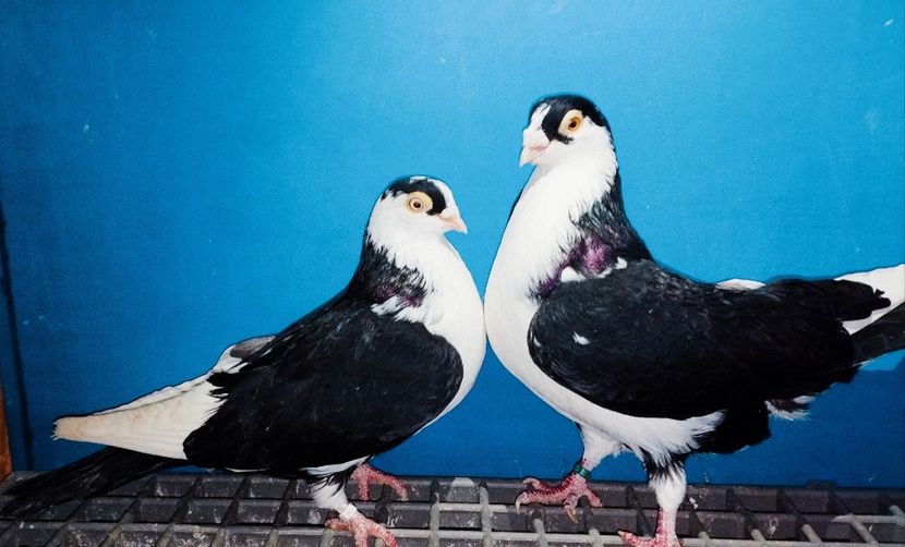 Perechea  15 - B - Perechi 2025