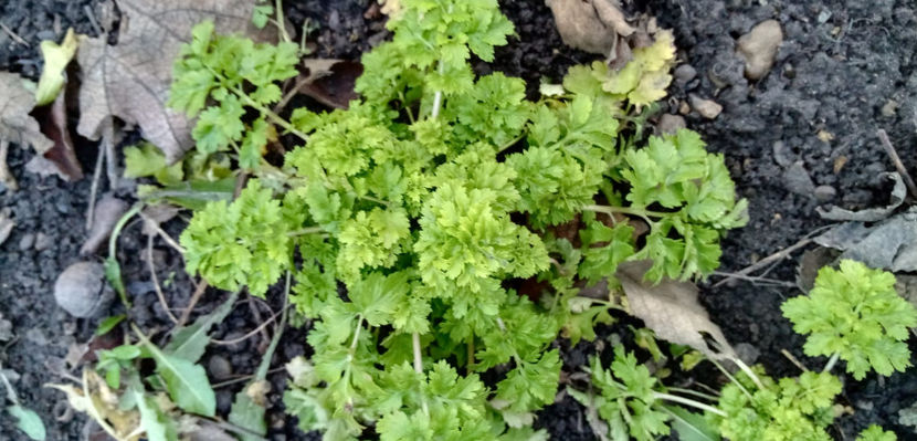 WhatsApp Image 2025-02-02 at 05.16.40(1) - -SPILCUTA - BUMBISORI - TANACETUM PARTHENIUM