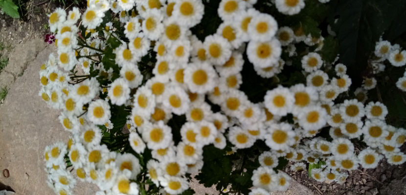  - -SPILCUTA - BUMBISORI - TANACETUM PARTHENIUM