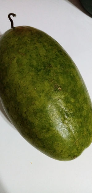  - -CHITRU - CURCUBITA FICIFOLIA