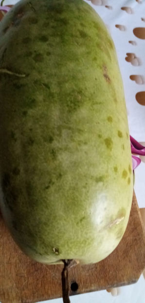 WhatsApp Image 2024-12-27 at 11.50.46 - -CHITRU - CURCUBITA FICIFOLIA