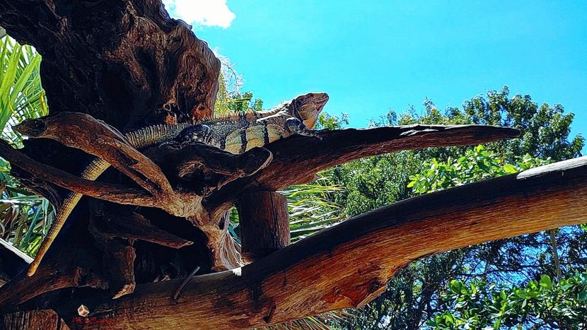 COSTA RICA Lizzy 3 - --- COSTA RICA