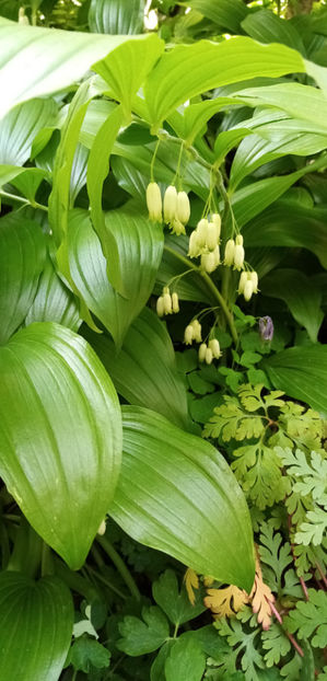  - -PECETEA LUI SOLOMON - COROANA IMPARATULUI - POLYGONATUM ODORATUM