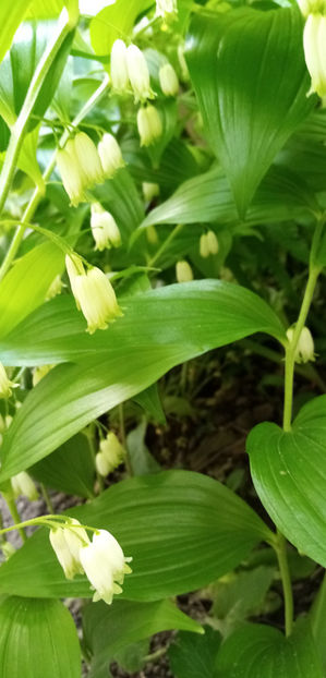  - -PECETEA LUI SOLOMON - COROANA IMPARATULUI - POLYGONATUM ODORATUM