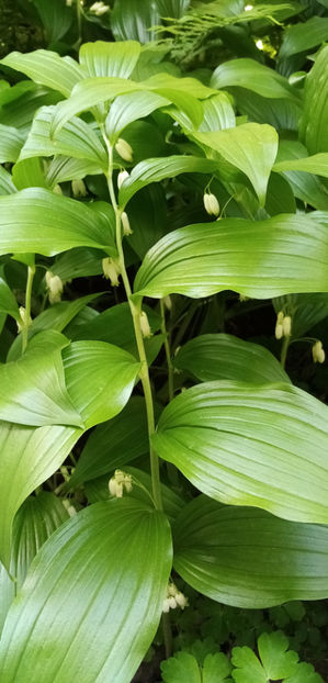  - -PECETEA LUI SOLOMON - COROANA IMPARATULUI - POLYGONATUM ODORATUM