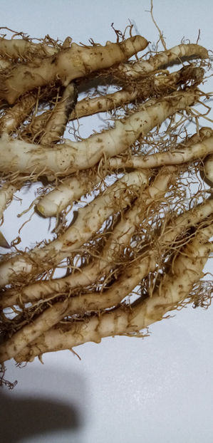  - -PECETEA LUI SOLOMON - COROANA IMPARATULUI - POLYGONATUM ODORATUM