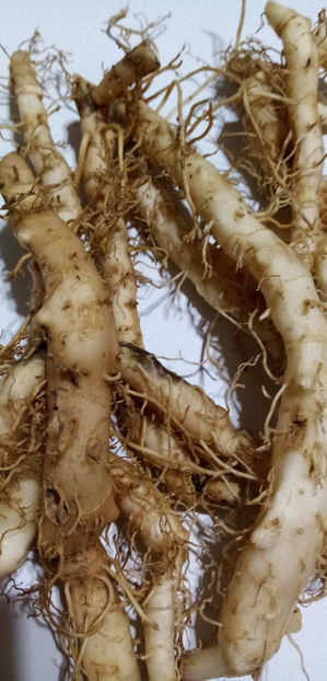  - -PECETEA LUI SOLOMON - COROANA IMPARATULUI - POLYGONATUM ODORATUM