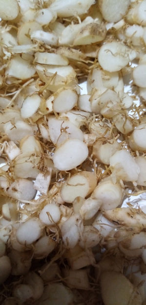  - -PECETEA LUI SOLOMON - COROANA IMPARATULUI - POLYGONATUM ODORATUM