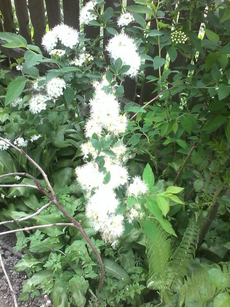  - -CORONITA MIRESII - SPIREA CINEREA GREFSHEIM