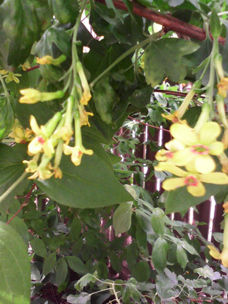  - -CUISOR - COACAZ AURIU - RIBES AUREUM