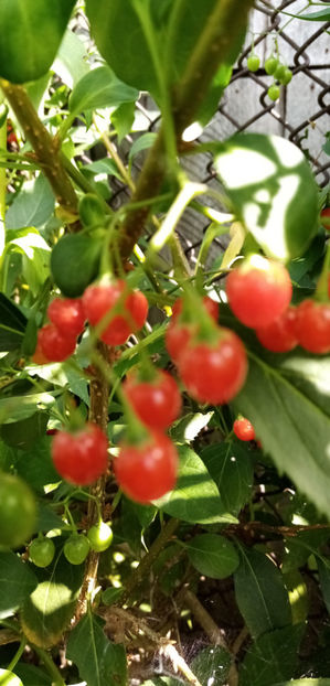  - -LASNICIOR - SOLANUM DULCAMARA