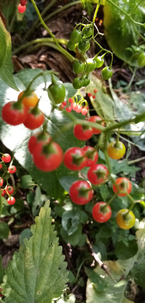  - -LASNICIOR - SOLANUM DULCAMARA